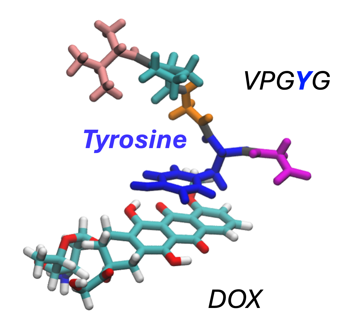 Senior thesis figure: doxorubicin interacting with an elastin-like peptide sequence